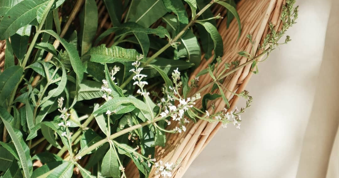 Herbaceous Bridal Bouquets