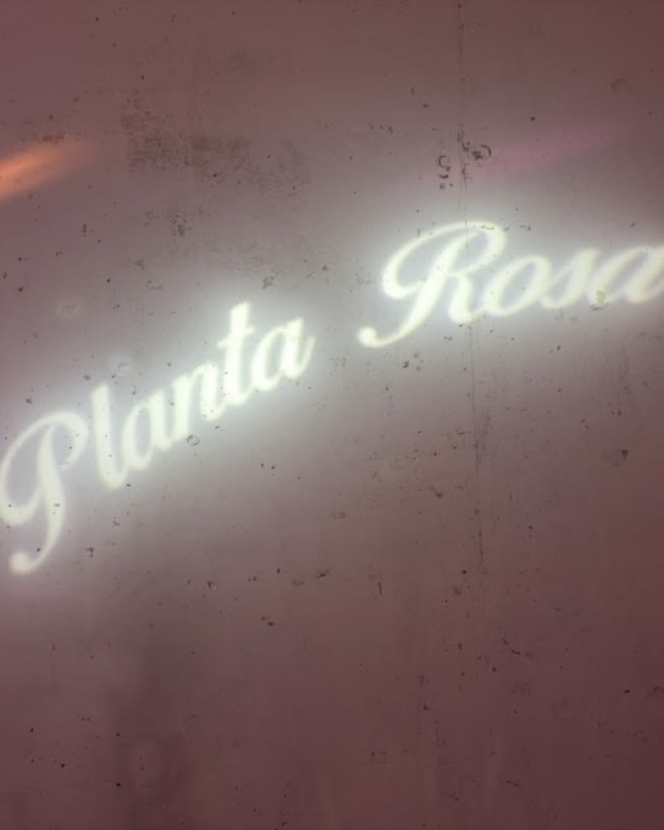 Sleepover-вечеринка в честь дня рождения Planta Rosa